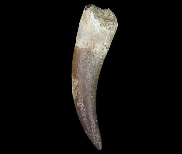 Fossil Plesiosaur (Zarafasaura) Tooth - Morocco #78417